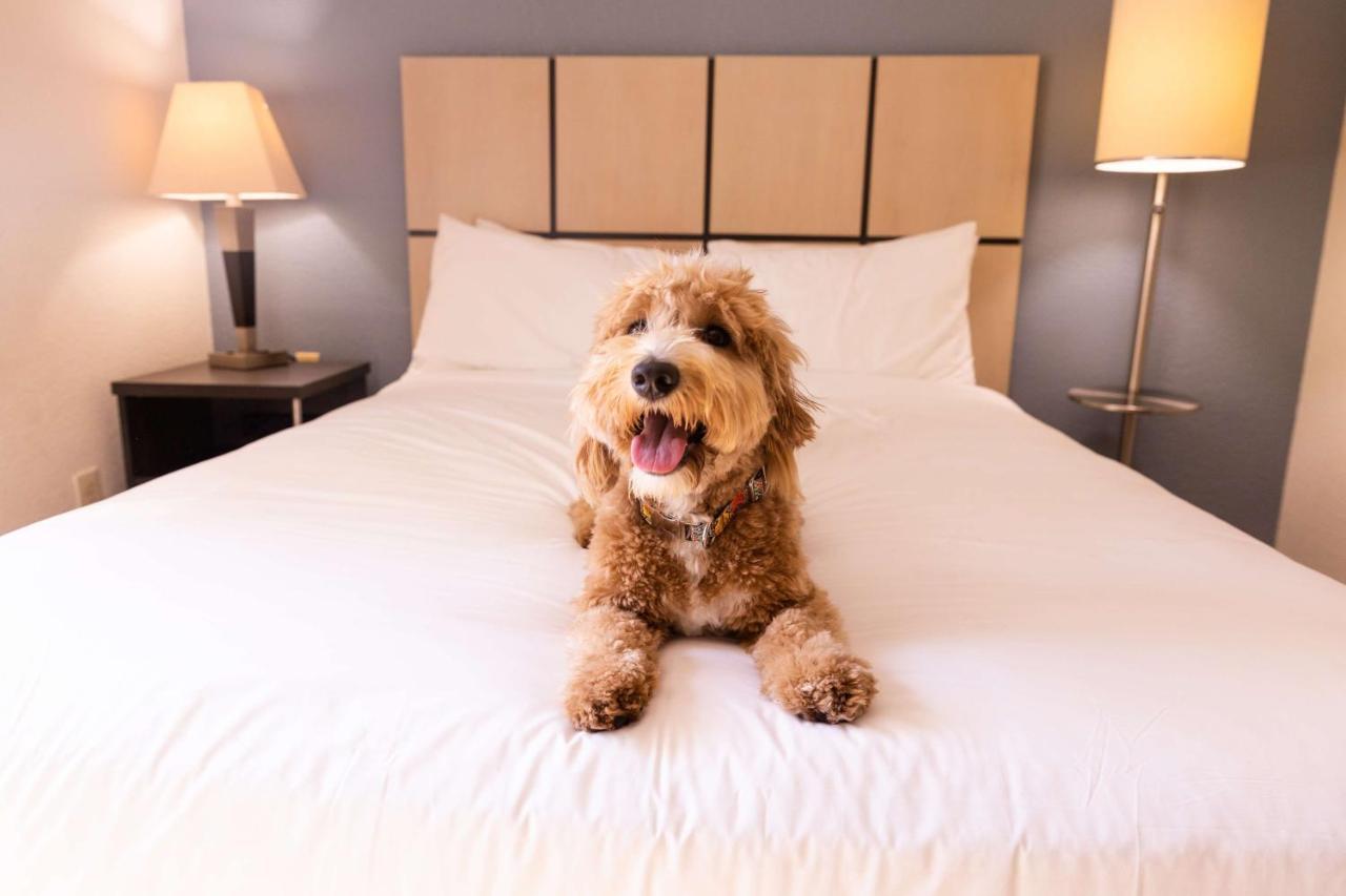Sonesta Simply Suites Dallas Las Colinas Irving Extérieur photo